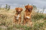 NOVA SCOTIA DUCK TOLLING RETRIEVER